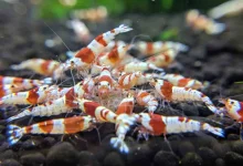 the-allure-of-red-crystal-shrimp-in-the-aquascaping-world