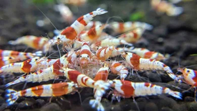 the-allure-of-red-crystal-shrimp-in-the-aquascaping-world