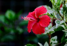 the-cost-to-prove-your-ethnicity-and-heritage:-hawaiian-edition